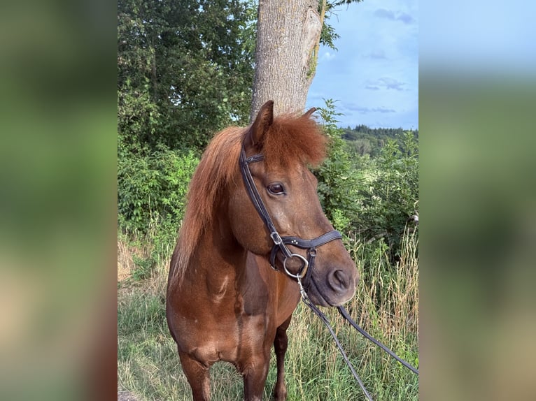 Pony Islandese Giumenta 16 Anni 137 cm Sauro in Kissing