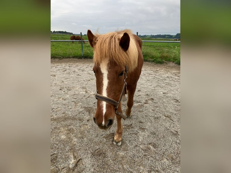 Pony Islandese Giumenta 16 Anni 137 cm Sauro in Eppishausen