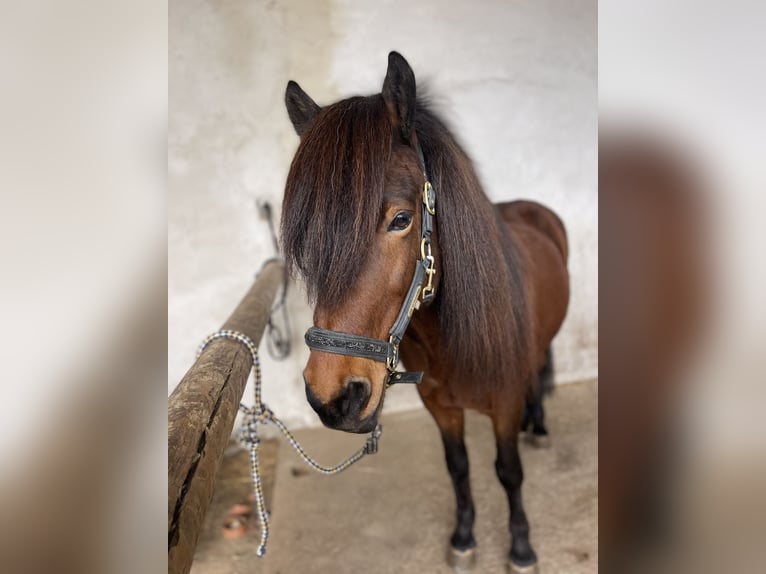 Pony Islandese Giumenta 16 Anni 138 cm Baio in Königswinter