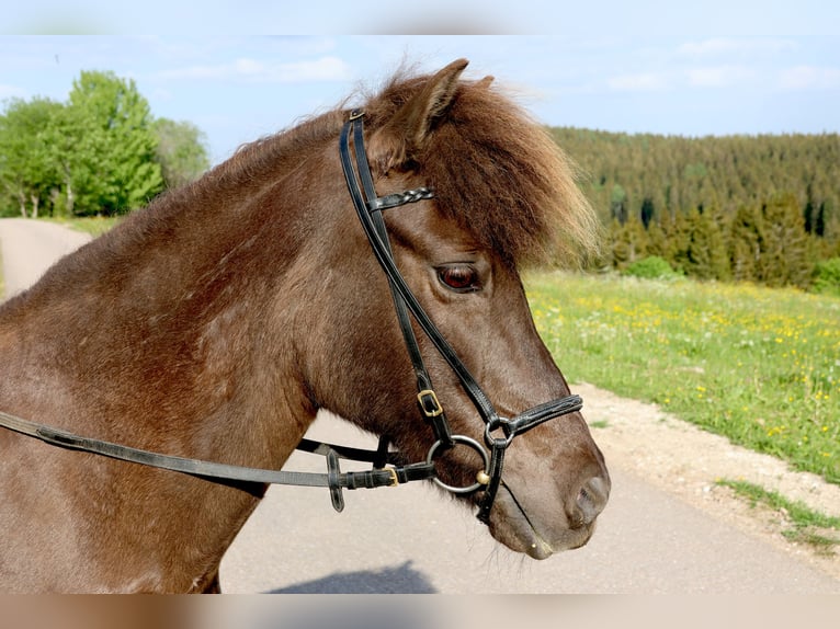 Pony Islandese Giumenta 16 Anni 138 cm Morello in Breitnau
