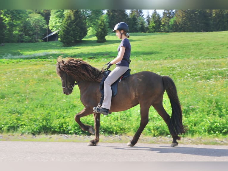 Pony Islandese Giumenta 16 Anni 138 cm Morello in Breitnau