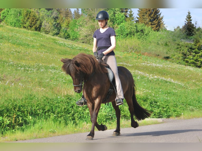 Pony Islandese Giumenta 16 Anni 138 cm Morello in Breitnau