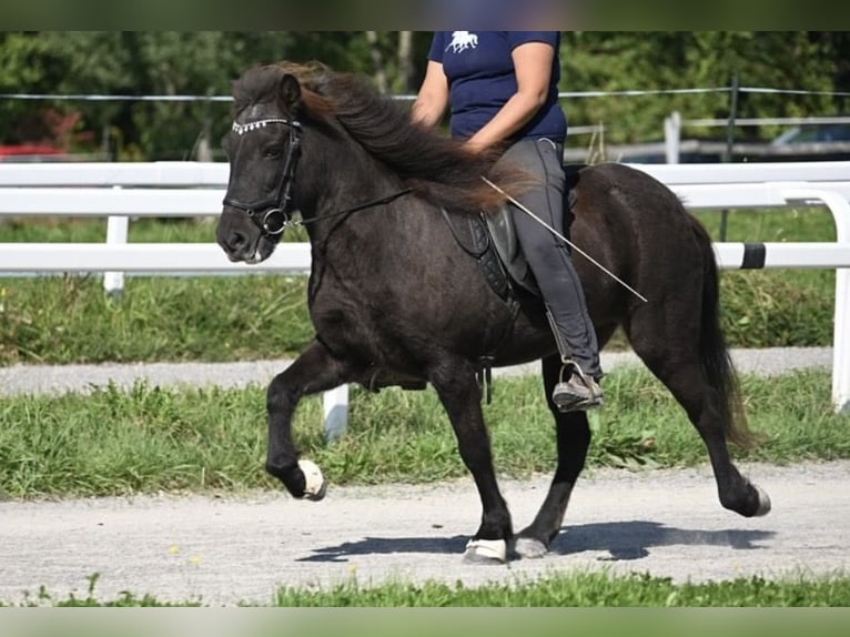 Pony Islandese Giumenta 16 Anni 138 cm Morello in Fronreute