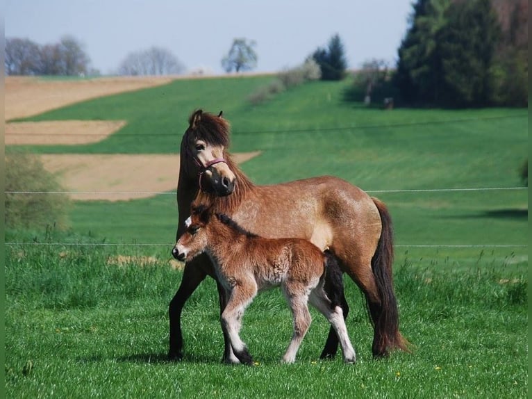Pony Islandese Giumenta 16 Anni 138 cm Pelle di daino in Aichtal