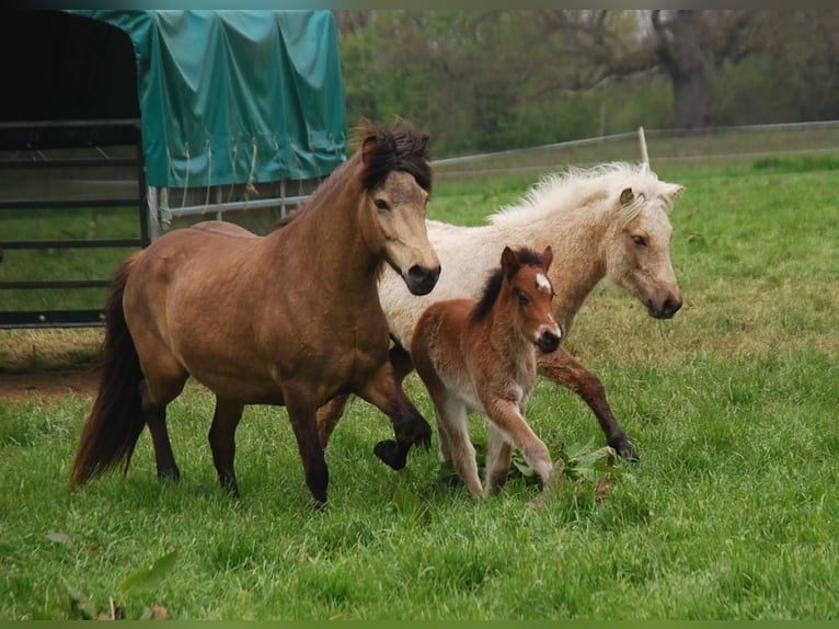 Pony Islandese Giumenta 16 Anni 138 cm Pelle di daino in Aichtal