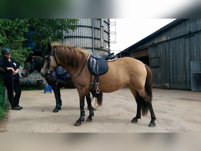 Pony Islandese Giumenta 16 Anni 138 cm Pelle di daino in Aichtal