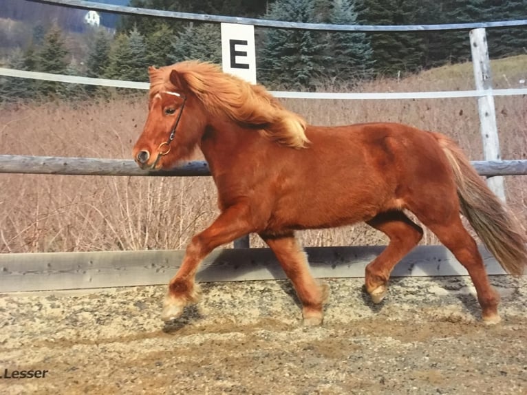 Pony Islandese Giumenta 16 Anni 138 cm Sauro in Mariapfarr