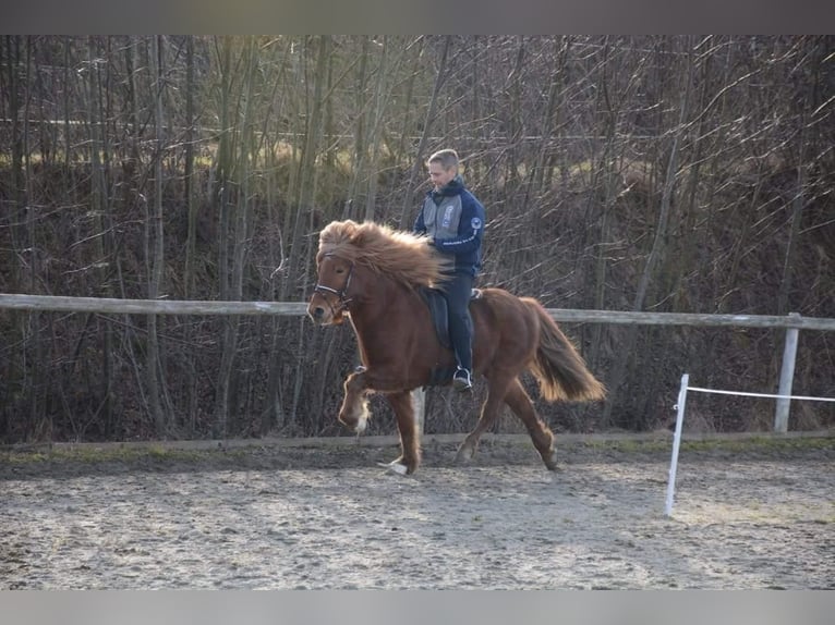 Pony Islandese Giumenta 16 Anni 138 cm Sauro in Mariapfarr