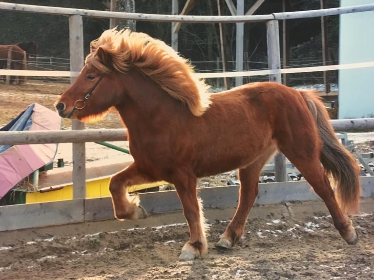Pony Islandese Giumenta 16 Anni 138 cm Sauro in Mariapfarr