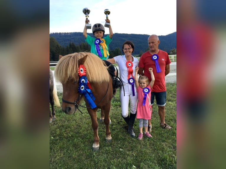 Pony Islandese Giumenta 16 Anni 138 cm Sauro in Mariapfarr