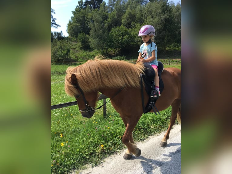 Pony Islandese Giumenta 16 Anni 138 cm Sauro in Mariapfarr