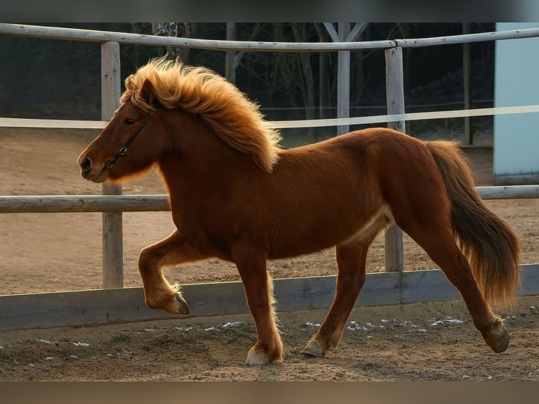 Pony Islandese Giumenta 16 Anni 138 cm Sauro in Mariapfarr