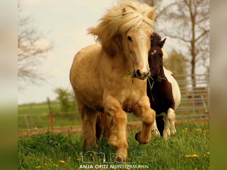 Pony Islandese Giumenta 16 Anni 138 cm  in Hanstedt 1