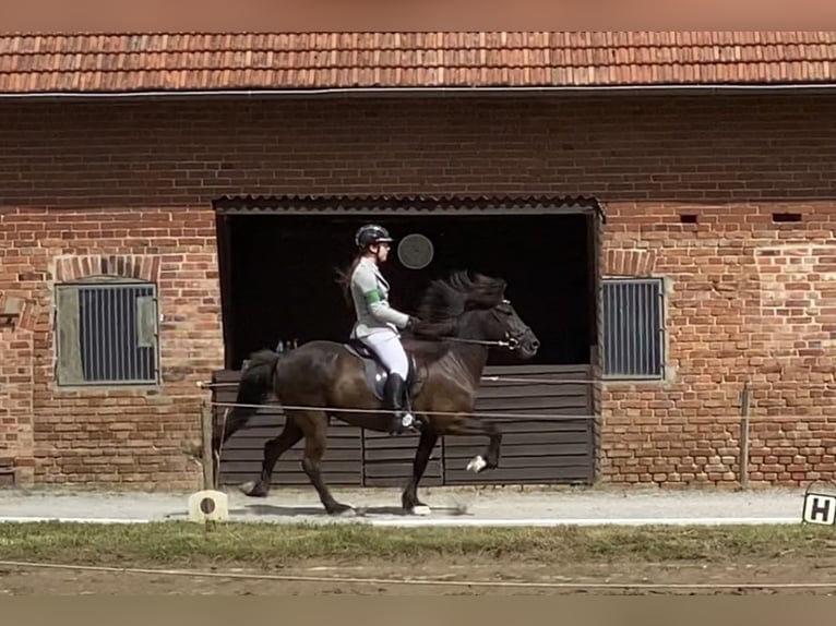 Pony Islandese Giumenta 16 Anni 140 cm Morello in Üxheim