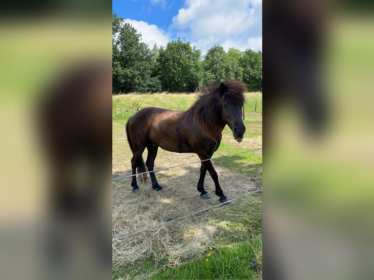 Pony Islandese Giumenta 16 Anni 140 cm Morello in Üxheim