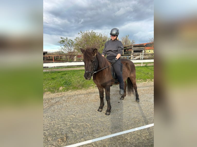 Pony Islandese Giumenta 16 Anni 140 cm Morello in Aspacherfeld