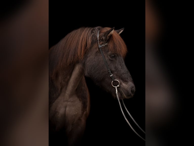 Pony Islandese Giumenta 16 Anni 144 cm in Kaufungen