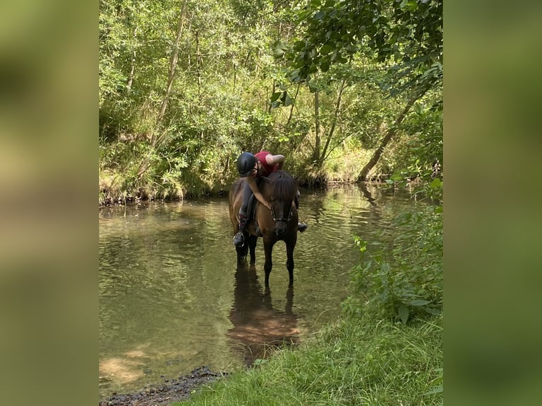 Pony Islandese Giumenta 16 Anni 144 cm in Kaufungen