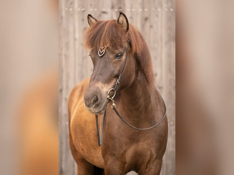 Pony Islandese Giumenta 16 Anni 144 cm in Kaufungen