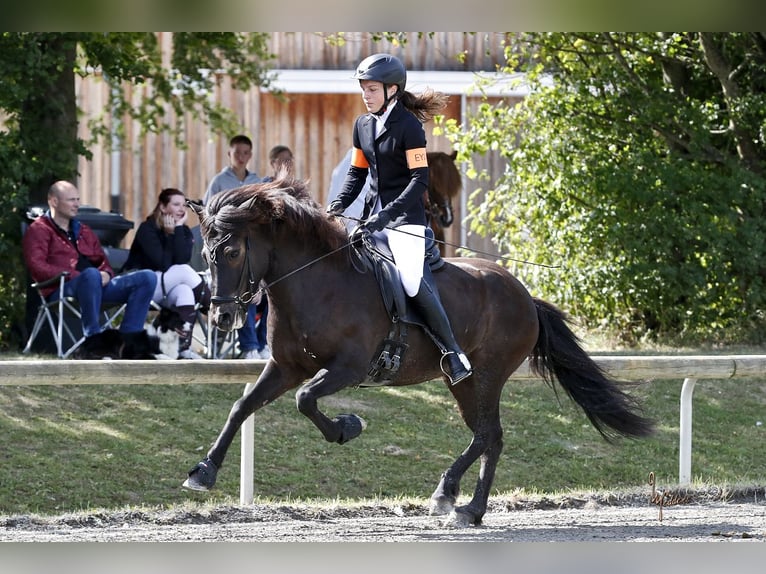 Pony Islandese Giumenta 16 Anni 144 cm in Kaufungen