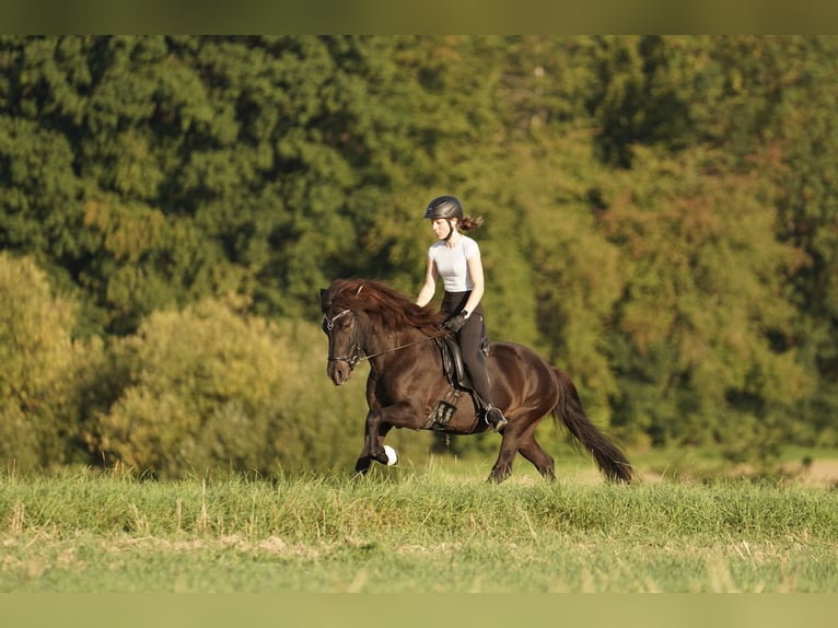 Pony Islandese Giumenta 16 Anni 144 cm in Kaufungen