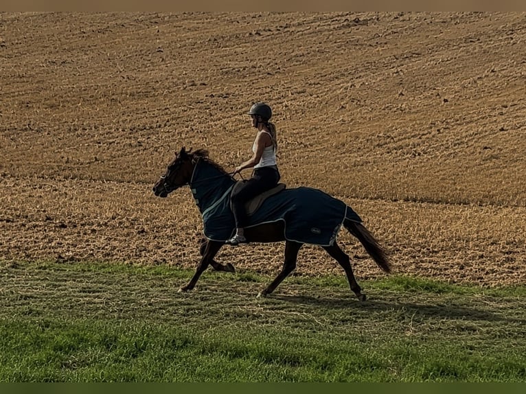 Pony Islandese Giumenta 16 Anni 146 cm Sauro in Gleichen