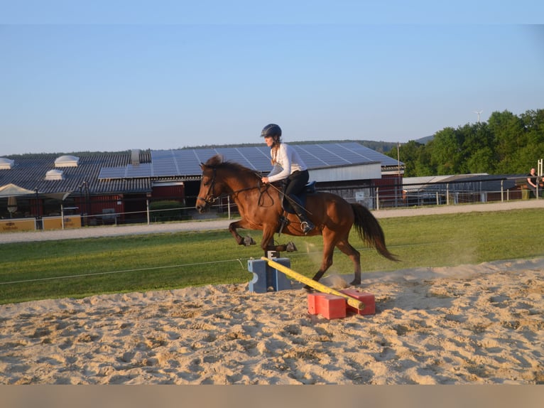 Pony Islandese Giumenta 16 Anni Baio in Maisach