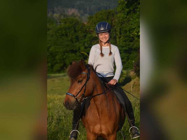 Pony Islandese Giumenta 16 Anni Baio in Maisach