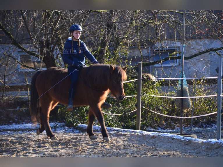 Pony Islandese Giumenta 16 Anni Baio in Maisach