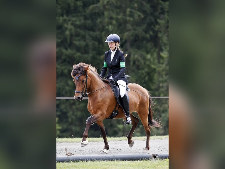 Pony Islandese Giumenta 16 Anni Baio in Maisach