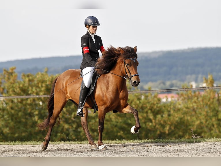 Pony Islandese Giumenta 16 Anni Baio in Maisach