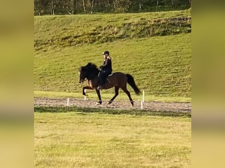 Pony Islandese Giumenta 16 Anni Baio ciliegia in Reykjavik