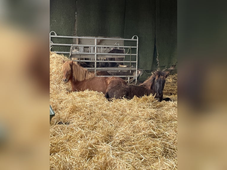 Pony Islandese Giumenta 17 Anni 130 cm Sauro in Hellenthal
