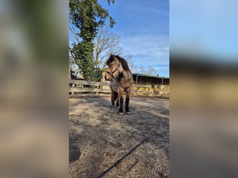 Pony Islandese Giumenta 17 Anni 131 cm Falbo in Bad Honnef