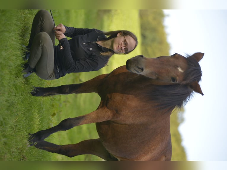 Pony Islandese Mix Giumenta 17 Anni 132 cm Baio in Neuhof