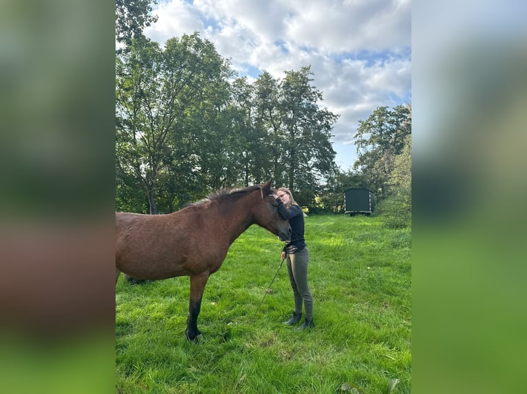 Pony Islandese Mix Giumenta 17 Anni 132 cm Baio in Neuhof