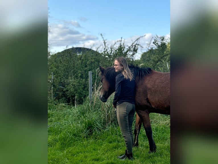 Pony Islandese Mix Giumenta 17 Anni 132 cm Baio in Neuhof