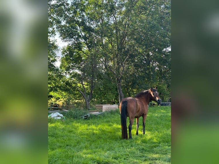 Pony Islandese Mix Giumenta 17 Anni 132 cm Baio in Neuhof