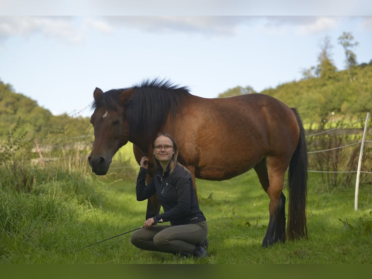 Pony Islandese Mix Giumenta 17 Anni 132 cm Baio in Neuhof