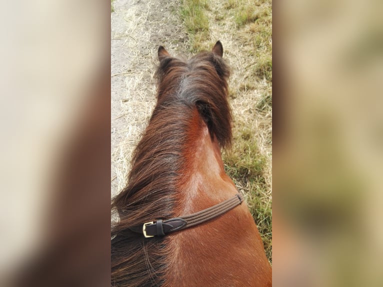 Pony Islandese Giumenta 17 Anni 135 cm Sauro in Sch&#xF6;ppingen
