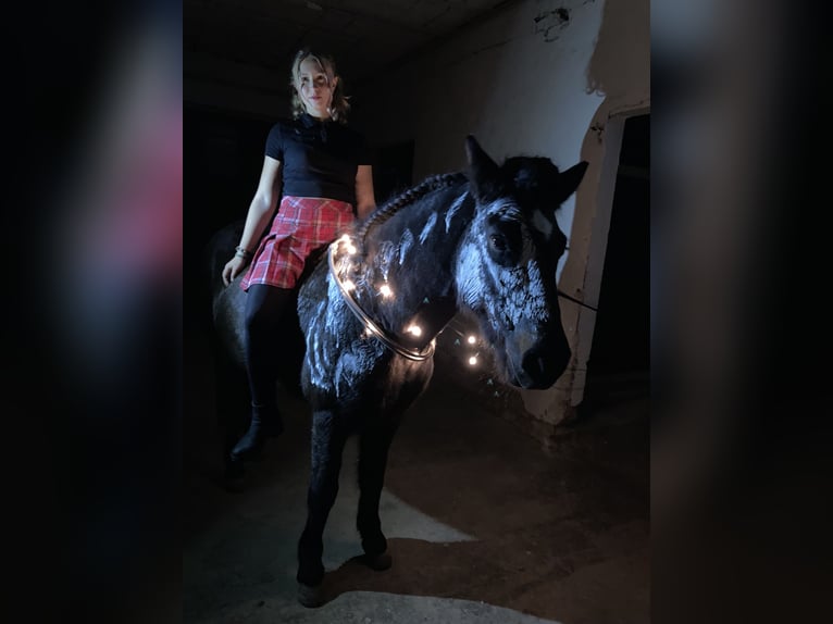 Pony Islandese Giumenta 17 Anni 136 cm Baio scuro in Borchen