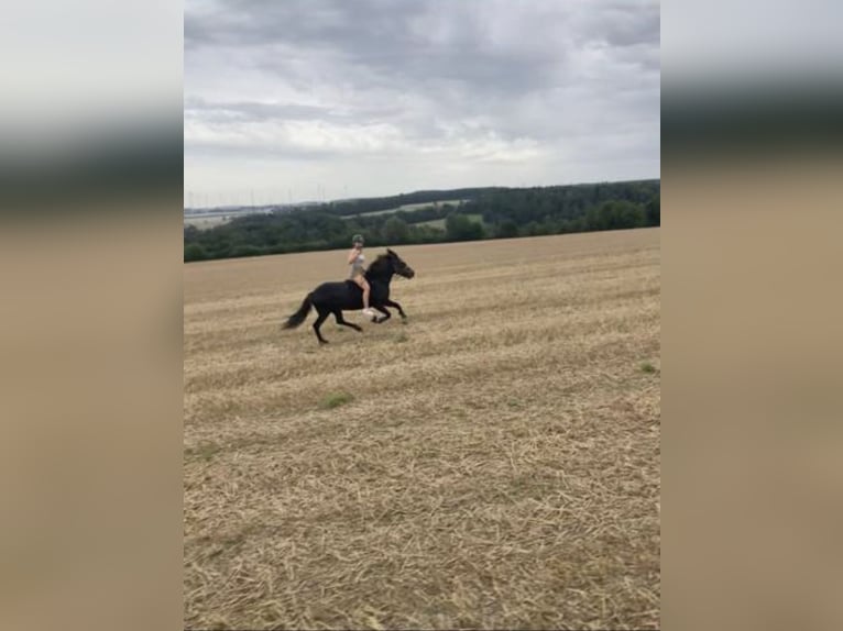 Pony Islandese Giumenta 17 Anni 136 cm Baio scuro in Borchen