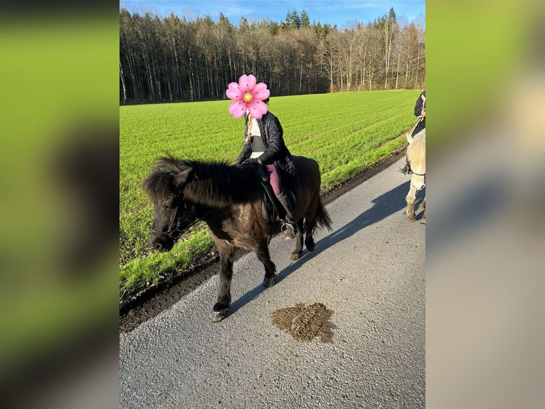 Pony Islandese Giumenta 17 Anni 136 cm Grullo in München