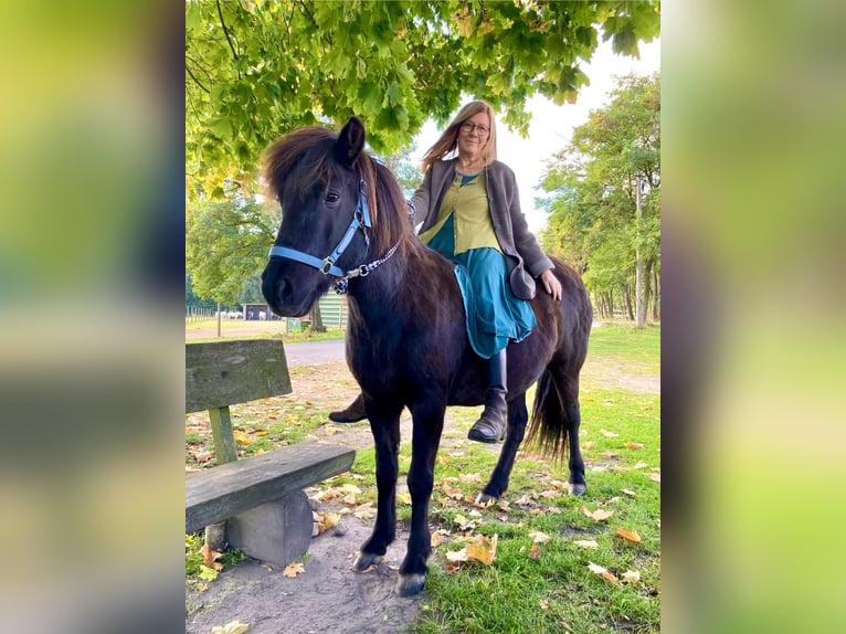 Pony Islandese Giumenta 17 Anni 137 cm Baio nero in Altlandsberg