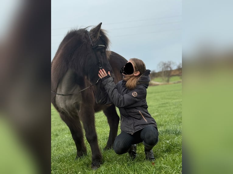 Pony Islandese Giumenta 17 Anni 137 cm Morello in Holzg&#xFC;nz