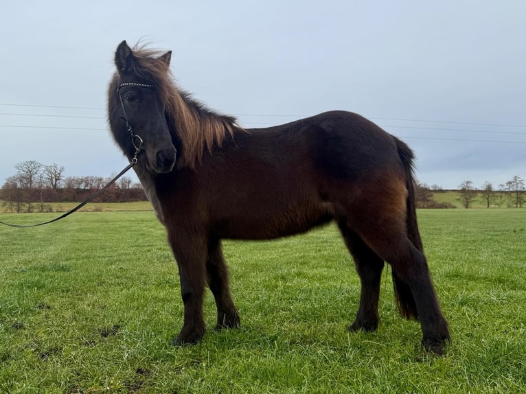 Pony Islandese Giumenta 17 Anni 137 cm Morello in Holzg&#xFC;nz