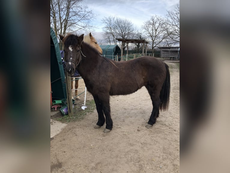 Pony Islandese Giumenta 17 Anni 137 cm Morello in Sankt Leon-Rot