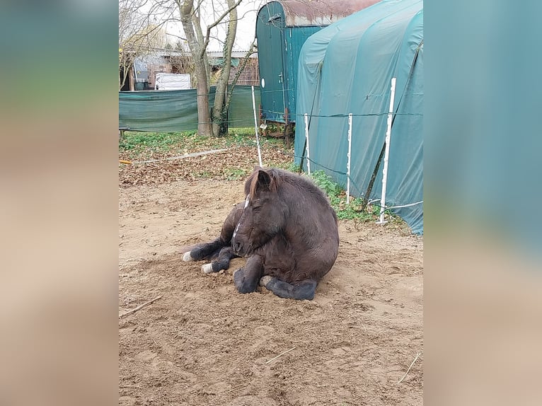 Pony Islandese Giumenta 17 Anni 137 cm Morello in Sankt Leon-Rot