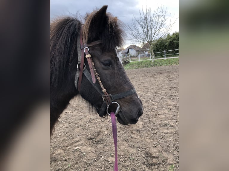 Pony Islandese Giumenta 17 Anni 137 cm Morello in Sankt Leon-Rot