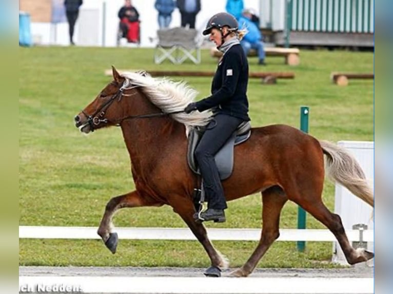 Pony Islandese Giumenta 17 Anni 138 cm  in Lehmrade